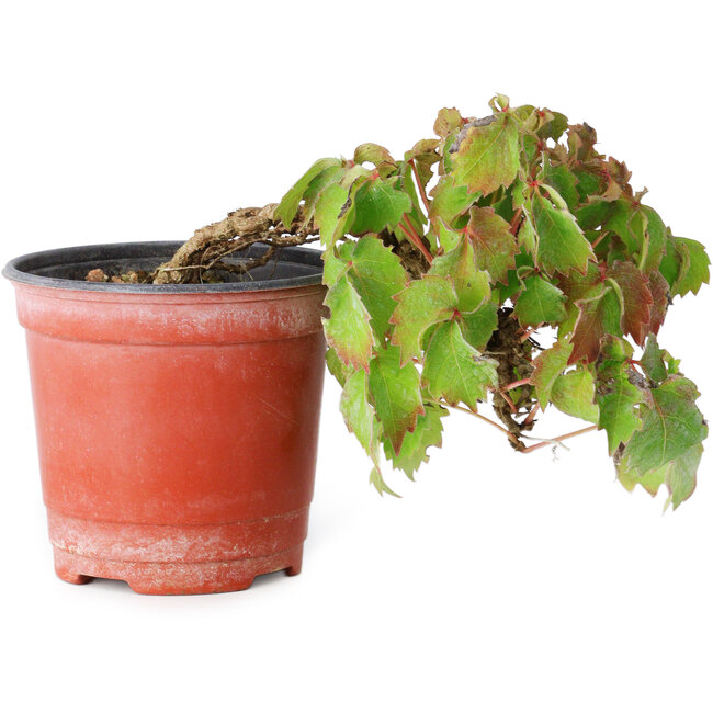 Parthenocissus tricuspidata, 12,5 cm, ± 8 anni