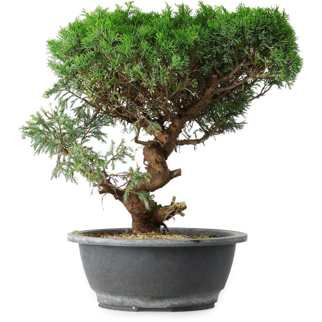 Juniperus chinensis Itoigawa, 36 cm, ± 15 ans