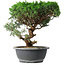 Juniperus chinensis Itoigawa, 36 cm, ± 15 jaar oud