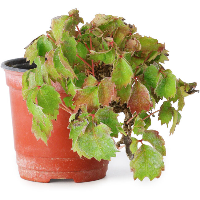 Parthenocissus tricuspidata, 12,5 cm, ± 8 jaar oud