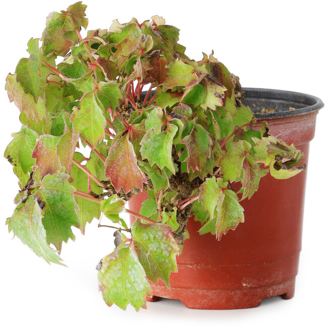 Parthenocissus tricuspidata, 12,5 cm, ± 8 anni