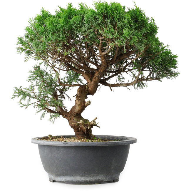 Juniperus chinensis Itoigawa, 36 cm, ± 15 años