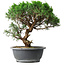 Juniperus chinensis Itoigawa, 36 cm, ± 15 ans