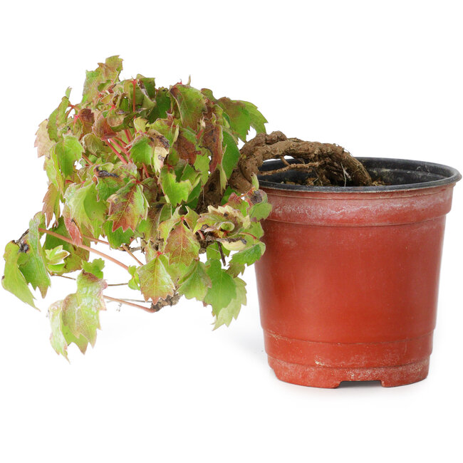 Parthenocissus tricuspidata, 12,5 cm, ± 8 anni