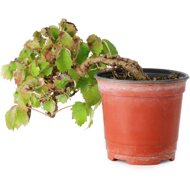 Parthenocissus tricuspidata, 12,5 cm, ± 8 years old