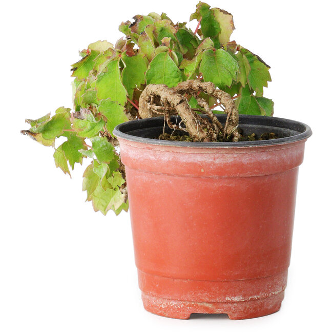 Parthenocissus tricuspidata, 12,5 cm, ± 8 years old