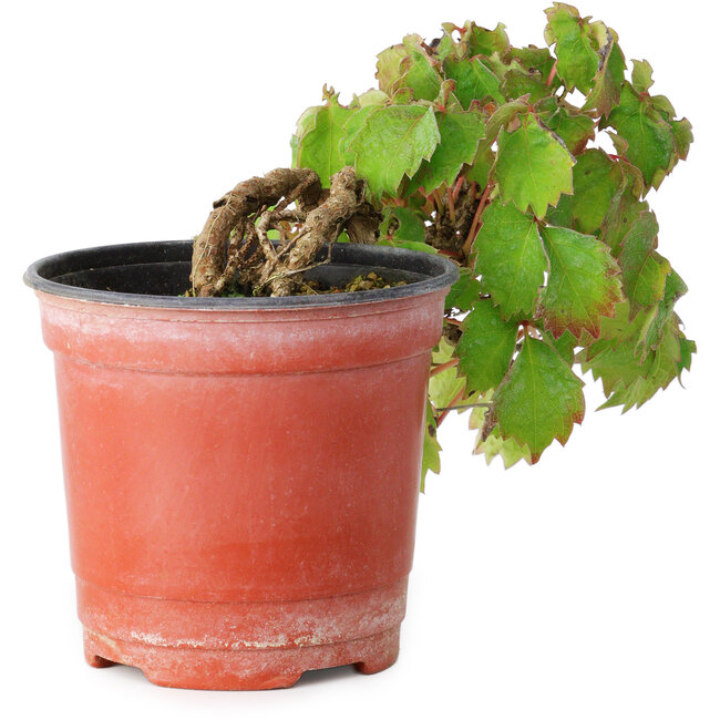 Parthenocissus tricuspidata, 12,5 cm, ± 8 jaar oud