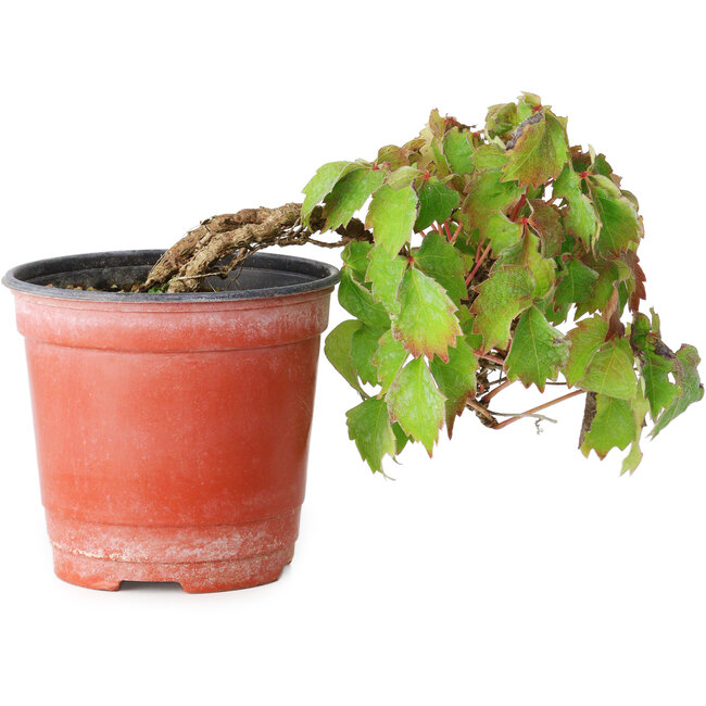 Parthenocissus tricuspidata, 12,5 cm, ± 8 Jahre alt