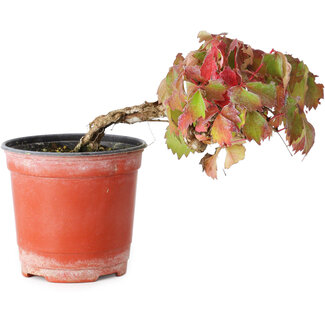 Parthenocissus tricuspidata, 9 cm, ± 8 años