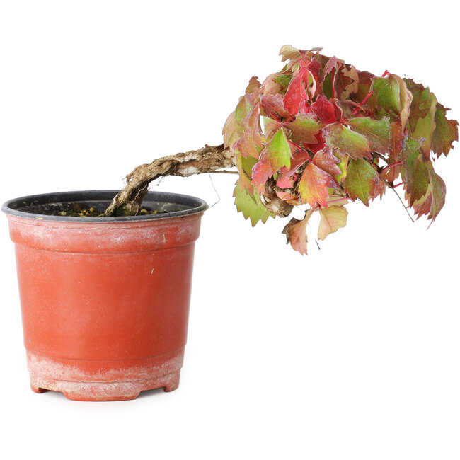 Parthenocissus tricuspidata, 9 cm, ± 8 Jahre alt