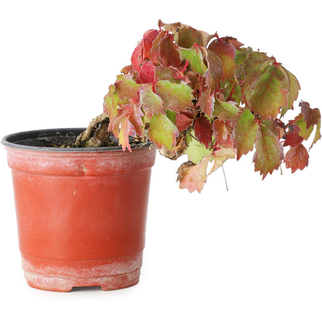 Parthenocissus tricuspidata, 9 cm, ± 8 years old