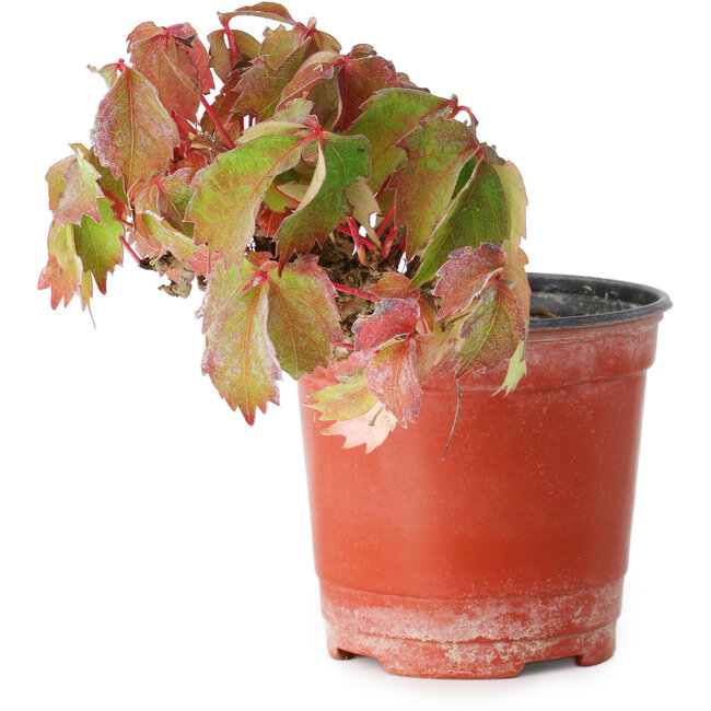 Parthenocissus tricuspidata, 9 cm, ± 8 jaar oud