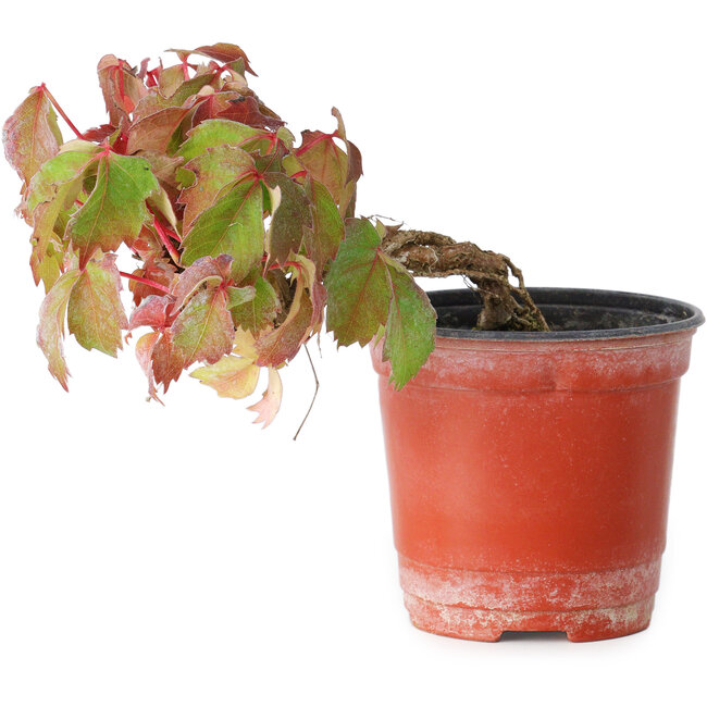 Parthenocissus tricuspidata, 9 cm, ± 8 Jahre alt