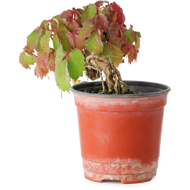 Parthenocissus tricuspidata, 9 cm, ± 8 jaar oud