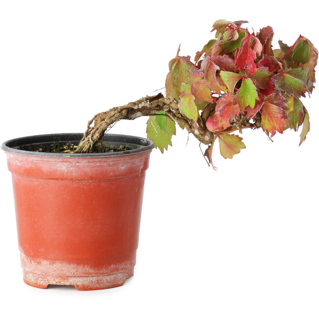 Parthenocissus tricuspidata, 9 cm, ± 8 years old