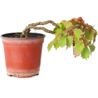 Parthenocissus tricuspidata, 7,5 cm, ± 8 años