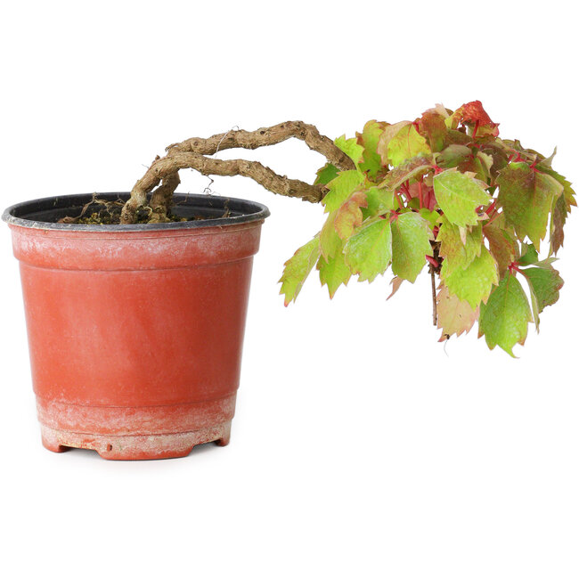 Parthenocissus tricuspidata, 7,5 cm, ± 8 jaar oud