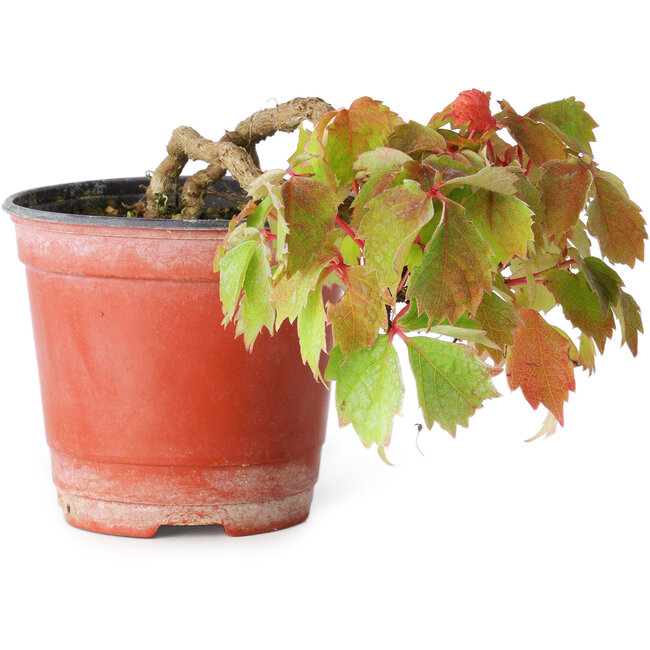 Parthenocissus tricuspidata, 7,5 cm, ± 8 años