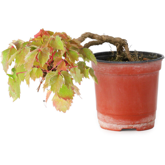 Parthenocissus tricuspidata, 7,5 cm, ± 8 anni