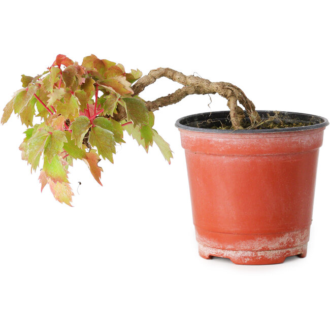 Parthenocissus tricuspidata, 7,5 cm, ± 8 jaar oud