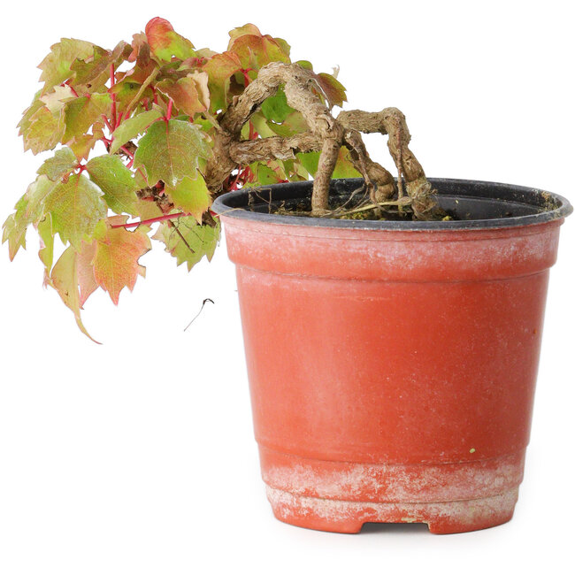 Parthenocissus tricuspidata, 7,5 cm, ± 8 Jahre alt