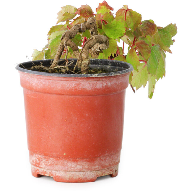 Parthenocissus tricuspidata, 7,5 cm, ± 8 anni