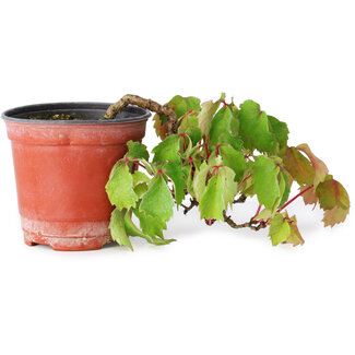 Parthenocissus tricuspidata, 10 cm, ± 8 años