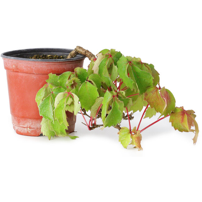 Parthenocissus tricuspidata, 10 cm, ± 8 years old