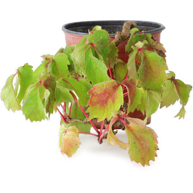 Parthenocissus tricuspidata, 10 cm, ± 8 anni