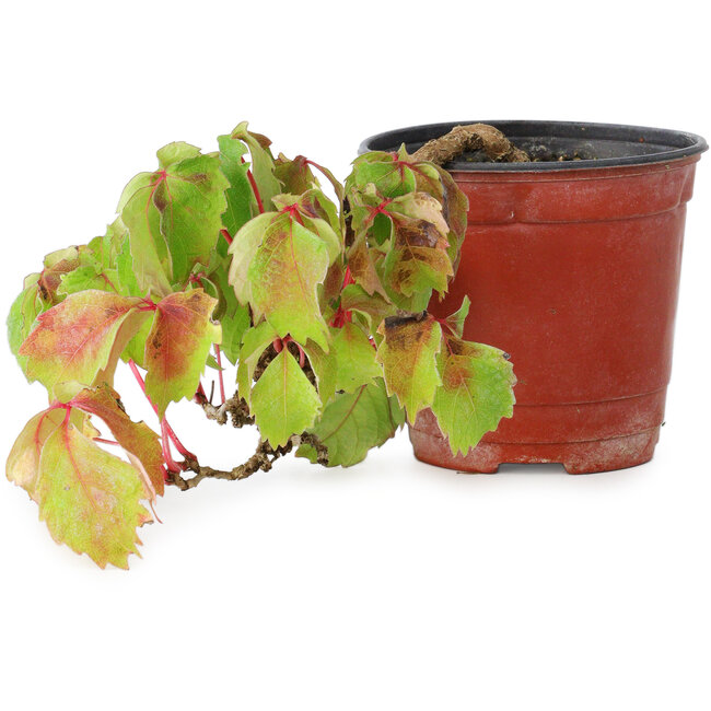 Parthenocissus tricuspidata, 10 cm, ± 8 anni