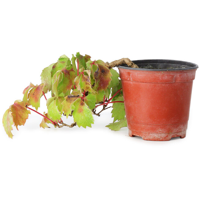 Parthenocissus tricuspidata, 10 cm, ± 8 anni