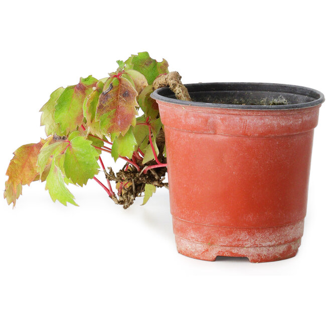 Parthenocissus tricuspidata, 10 cm, ± 8 años