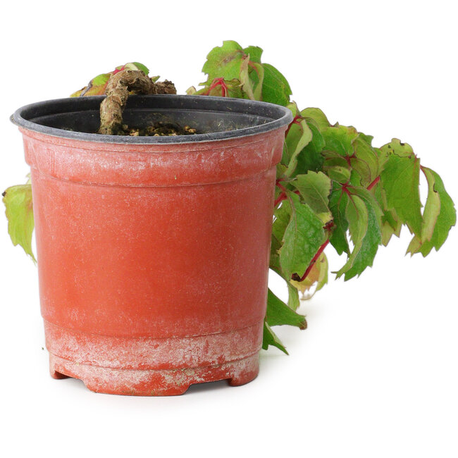 Parthenocissus tricuspidata, 10 cm, ± 8 años