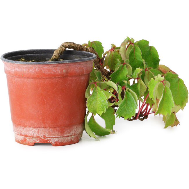 Parthenocissus tricuspidata, 10 cm, ± 8 jaar oud