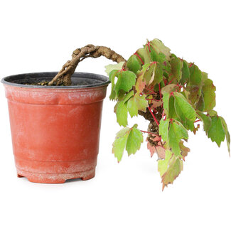 Parthenocissus tricuspidata, 11,5 cm, ± 8 años