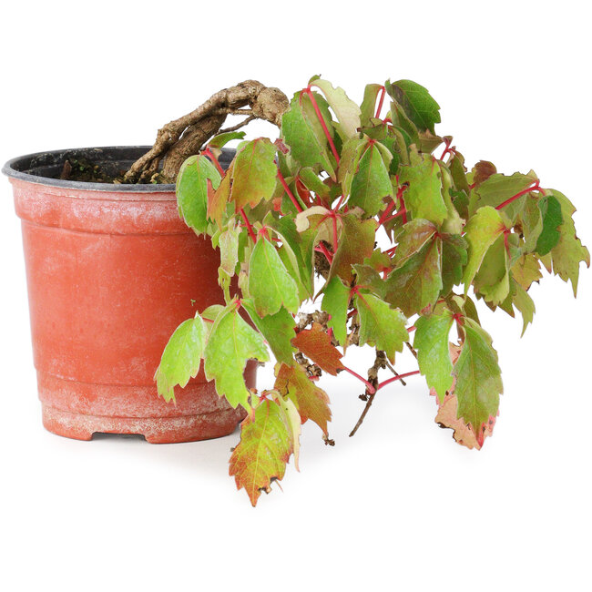 Parthenocissus tricuspidata, 11,5 cm, ± 8 Jahre alt