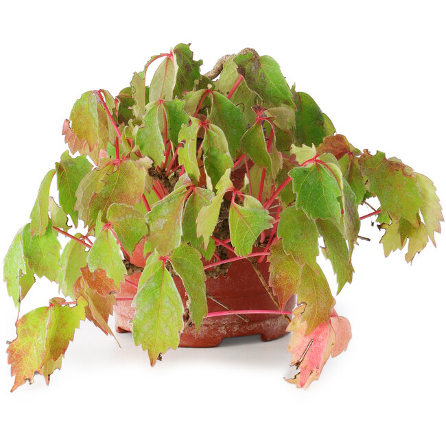 Parthenocissus tricuspidata, 11,5 cm, ± 8 años