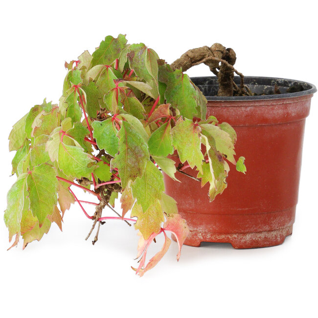 Parthenocissus tricuspidata, 11,5 cm, ± 8 anni