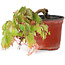 Parthenocissus tricuspidata, 11,5 cm, ± 8 jaar oud