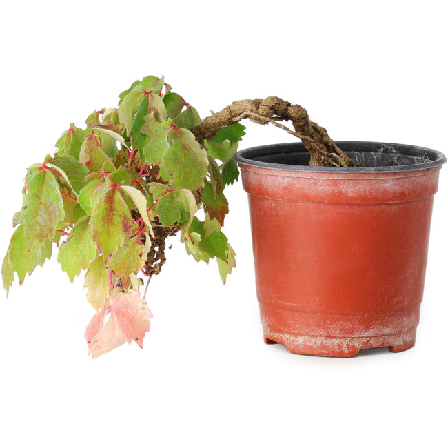 Parthenocissus tricuspidata, 11,5 cm, ± 8 Jahre alt