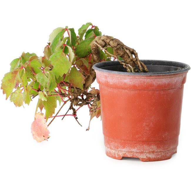 Parthenocissus tricuspidata, 11,5 cm, ± 8 años