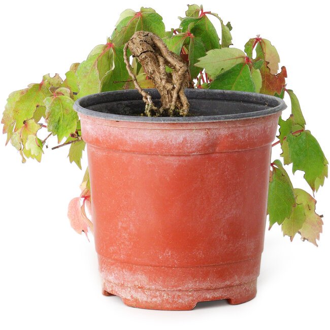 Parthenocissus tricuspidata, 11,5 cm, ± 8 years old