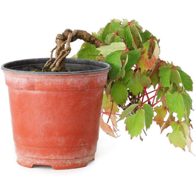 Parthenocissus tricuspidata, 11,5 cm, ± 8 años