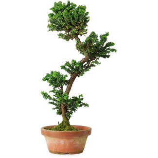 Chamaecyparis obtusa Sekka, 39 cm, ± 12 ans