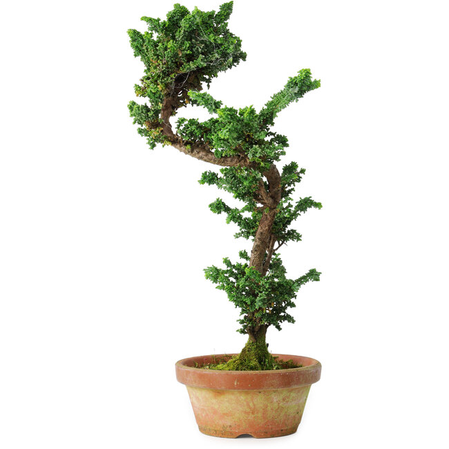 Chamaecyparis obtusa Sekka, 39 cm, ± 12 anni