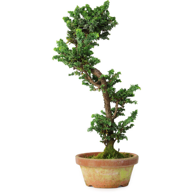 Chamaecyparis obtusa Sekka, 39 cm, ± 12 Jahre alt