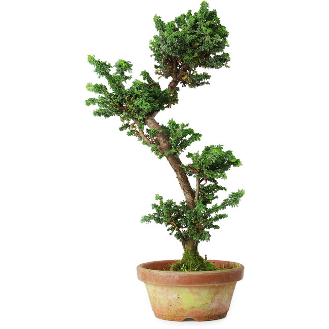 Chamaecyparis obtusa Sekka, 39 cm, ± 12 años