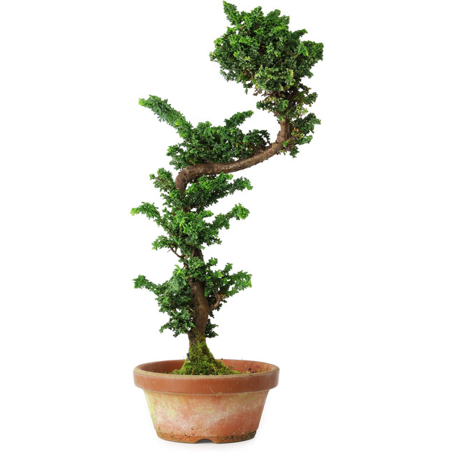 Chamaecyparis obtusa Sekka, 39 cm, ± 12 años