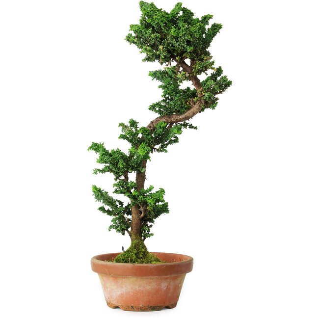 Chamaecyparis obtusa Sekka, 39 cm, ± 12 jaar oud