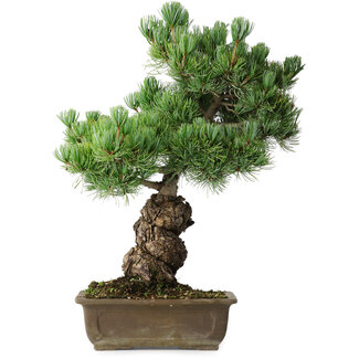 Pinus parviflora, 44,5 cm, ± 15 jaar oud